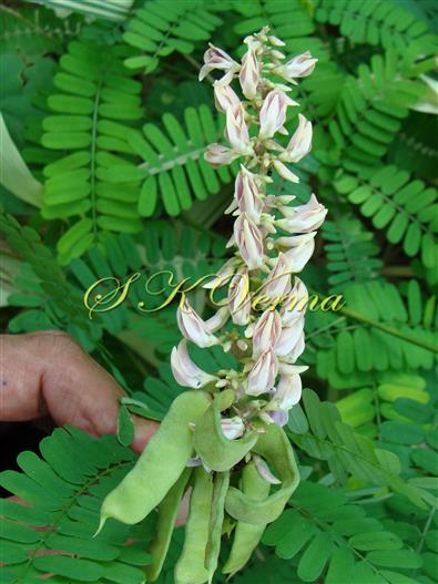  Inflorescence (Raceme)